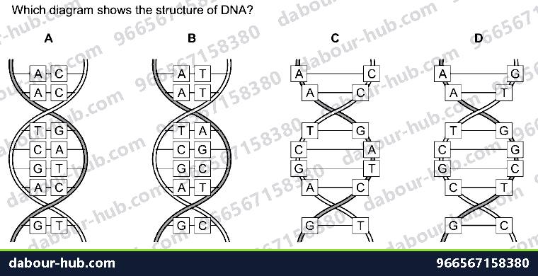 IGCSE Biology 4.2 Dna Molecule - Question 4
