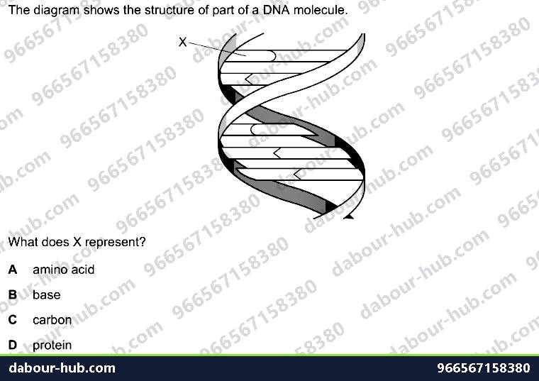 IGCSE Biology 4.2 Dna Molecule - Question 6