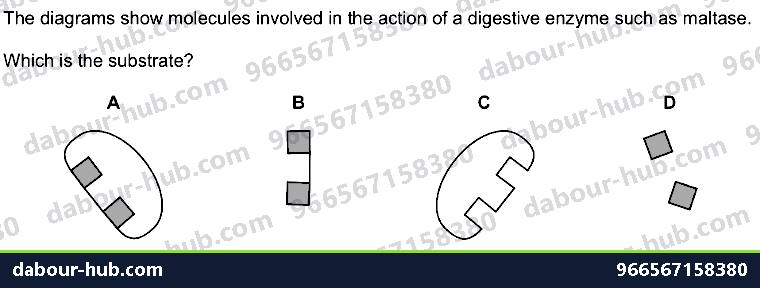 IGCSE Biology 5.1 Characteristics of Enzymes - Question 10