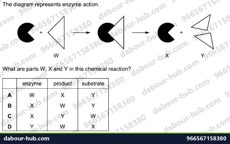 IGCSE Biology 5.1 Characteristics of Enzymes - Question 13