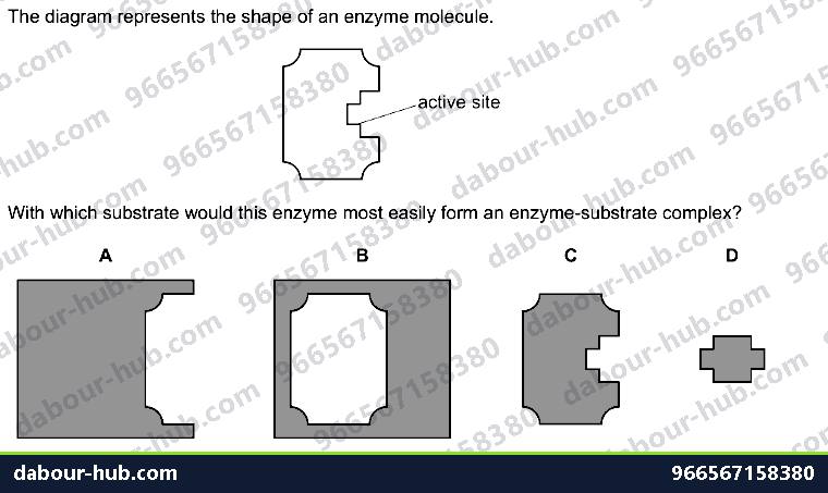 IGCSE Biology 5.1 Characteristics of Enzymes - Question 2