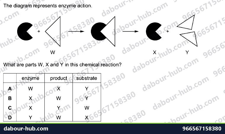 IGCSE Biology 5.1 Characteristics of Enzymes - Question 3