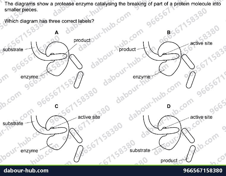 IGCSE Biology 5.1 Characteristics of Enzymes - Question 5