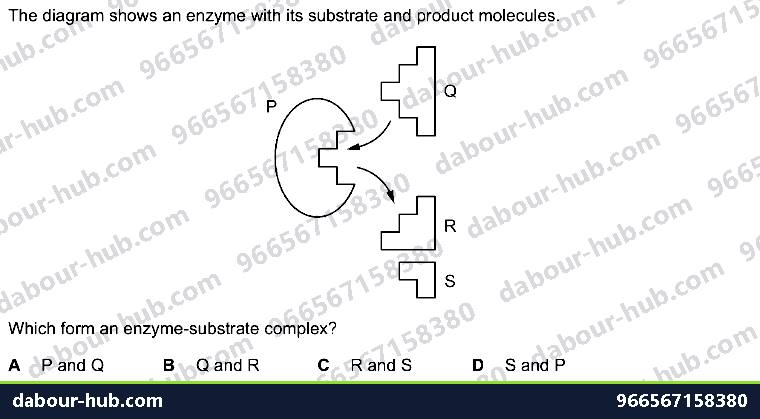 IGCSE Biology 5.1 Characteristics of Enzymes - Question 8