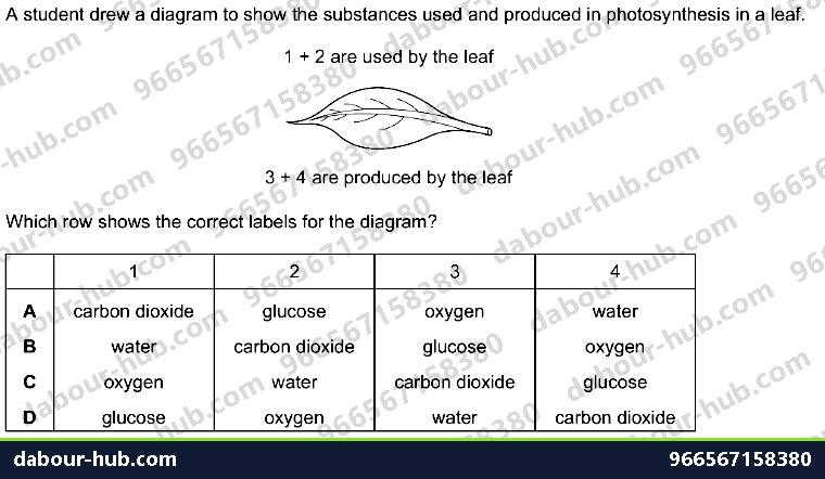 IGCSE Biology 6.1 Photosynthesis - Question 7