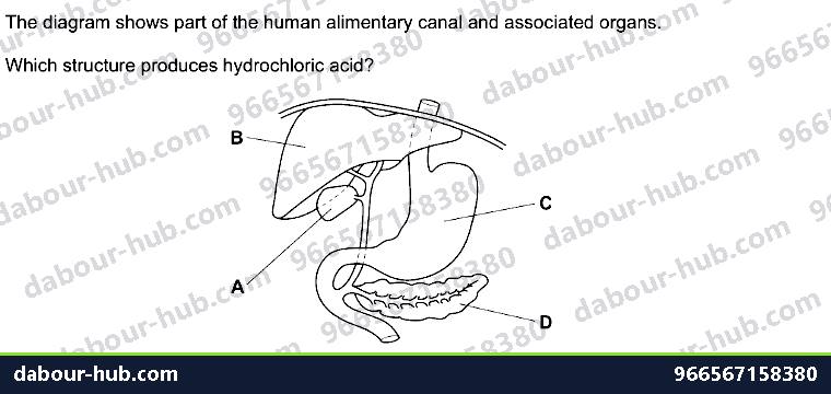 IGCSE Biology 7.2 Alimentary Canal - Question 14