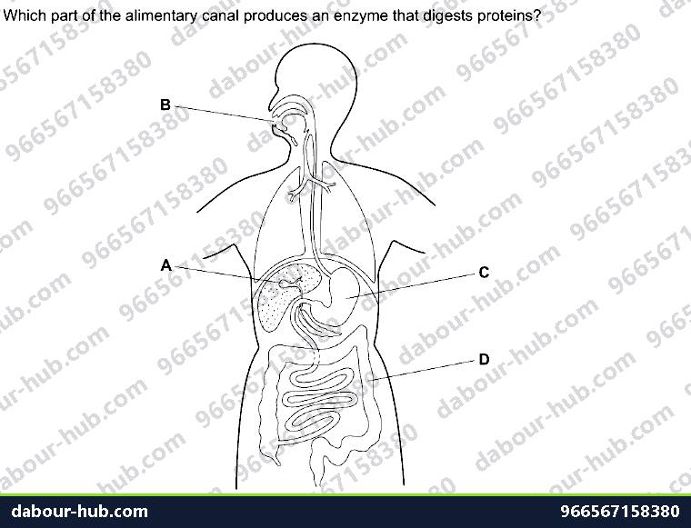 IGCSE Biology 7.2 Alimentary Canal - Question 16