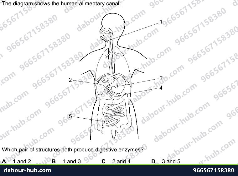 IGCSE Biology 7.2 Alimentary Canal - Question 9