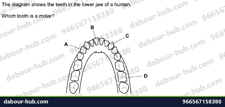 IGCSE Biology 7.3 Physical Digestion - Question 10