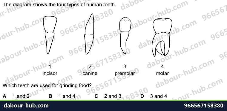 IGCSE Biology 7.3 Physical Digestion - Question 12