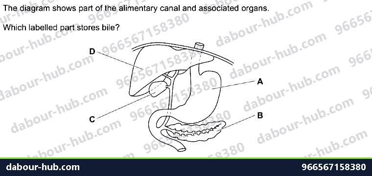 IGCSE Biology 7.3 Physical Digestion - Question 7