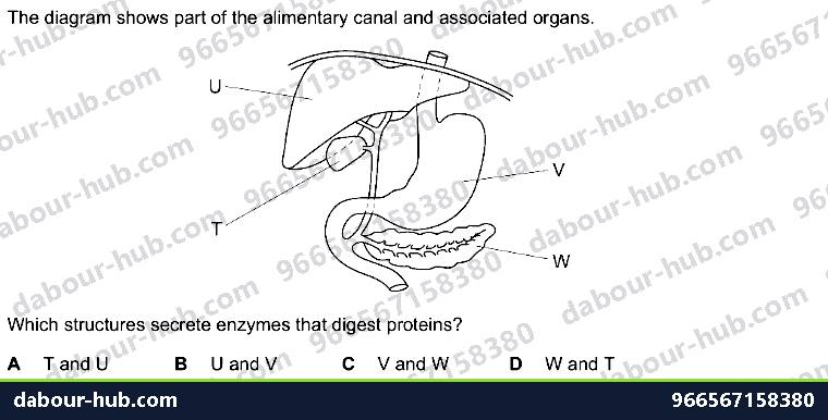 IGCSE Biology 7.4 Chemical Digestion - Question 1