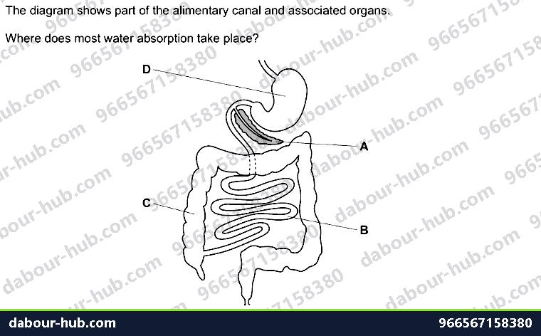 IGCSE Biology 7.5 Absorption - Question 10