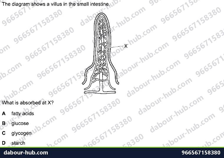 IGCSE Biology 7.5 Absorption - Question 12
