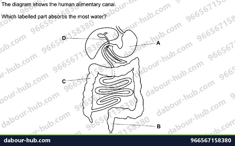 IGCSE Biology 7.5 Absorption - Question 2