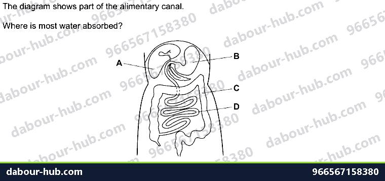 IGCSE Biology 7.5 Absorption - Question 6