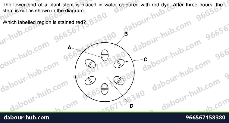 IGCSE Biology 8.1 Xylem and Phloem - Question 1
