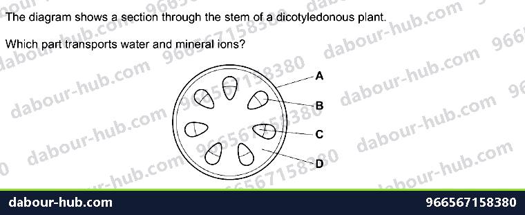 IGCSE Biology 8.1 Xylem and Phloem - Question 11
