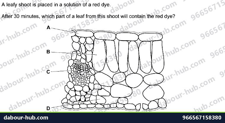 IGCSE Biology 8.1 Xylem and Phloem - Question 13