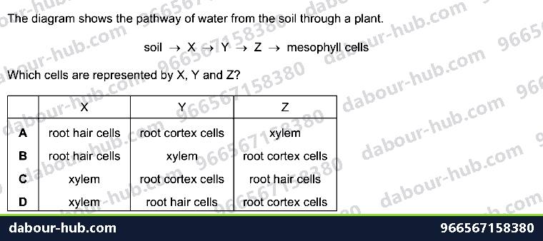 IGCSE Biology 8.1 Xylem and Phloem - Question 8