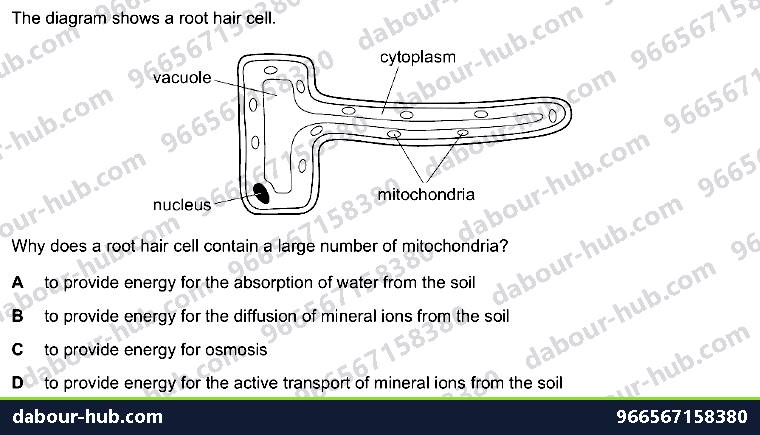 IGCSE Biology 8.2 Water, Mineral Uptake - Question 12